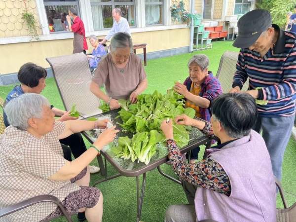 爷爷奶奶帮忙摘菜