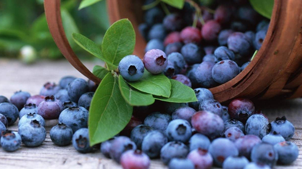 成都养老院一暄康养介绍老人冬季养生之饮食篇-蓝莓