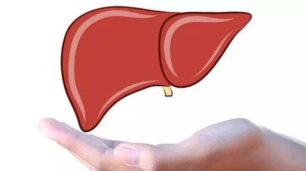 成都金牛区养老院一暄康养提醒日常一些伤肝的行为（1）-肝脏1