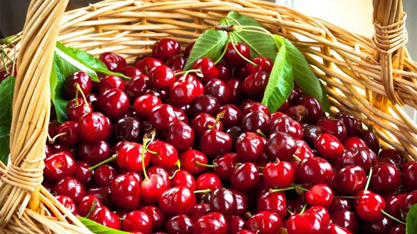 成都养老院经验分享：冬季吃对这8种水果，肌肤越变越水润（下）-樱桃