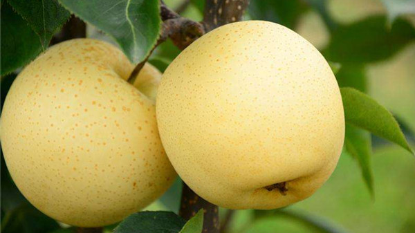 冬季吃对这8种水果，肌肤越变越水润（下）-梨
