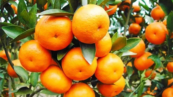 吃对这8种水果，肌肤越变越水润（上）-柑橘