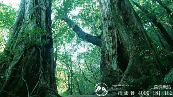 成都旅居养老经验分享：一暄康养为您揭晓负氧离子对人体的五大优点|森林公园